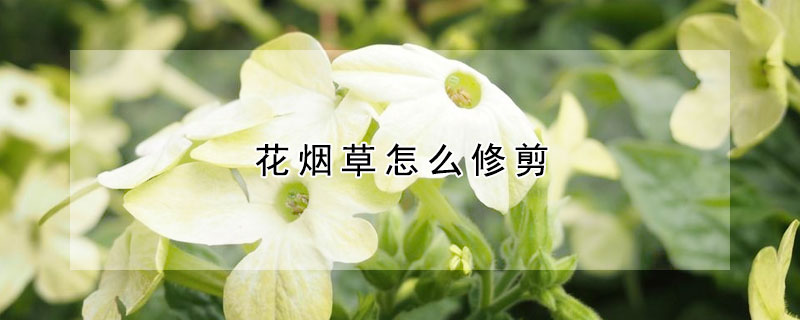 花烟草怎么修剪（花烟草的种植方法）