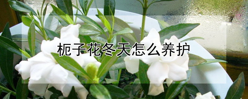 枙子花冬天怎么养护（栀子花的养护技巧）