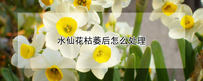 水仙花枯萎后怎么处理 水仙花枯萎了怎么处理