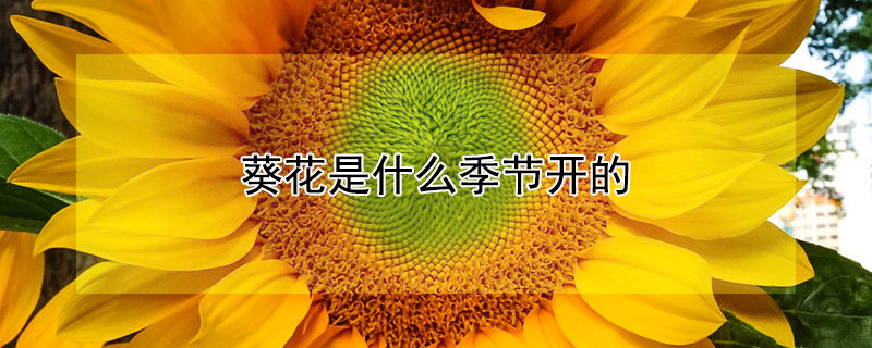 葵花是什么季节开的（葵花是在什么季节开）