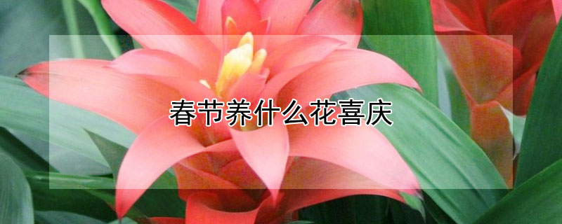 春节养什么花喜庆（春节期间养什么花好）