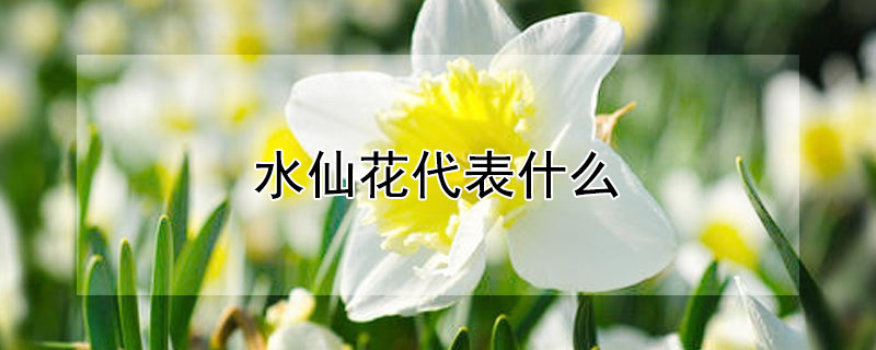 水仙花代表什么（水仙花代表什么含义）