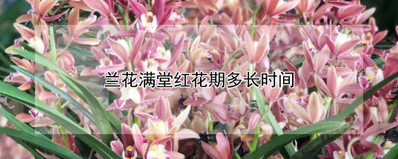 兰花满堂红花期多长时间（兰花一年几次花期）