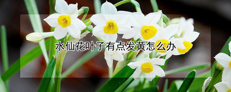 水仙花叶子有点发黄怎么办 水仙花叶子变黄怎么办