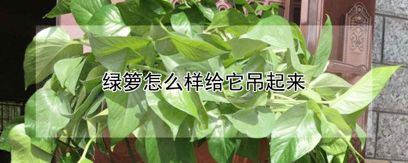 绿箩怎么样给它吊起来 家里绿萝怎么能吊起来