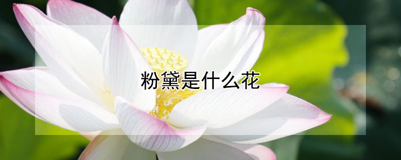 粉黛是什么花 粉黛是什么花草