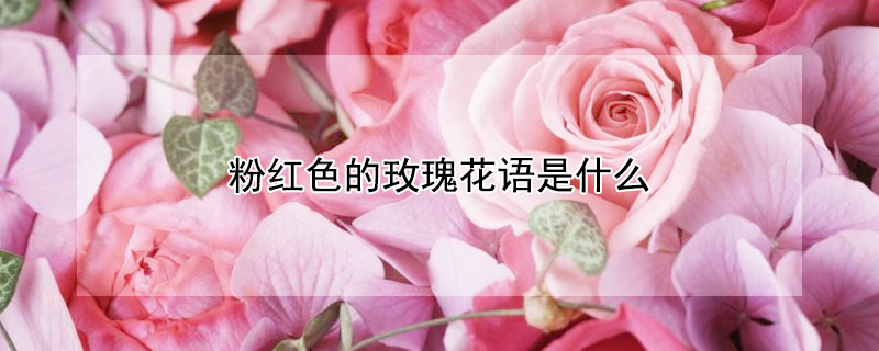 粉红色的玫瑰花语是什么（粉红色玫瑰的花语是什么?）