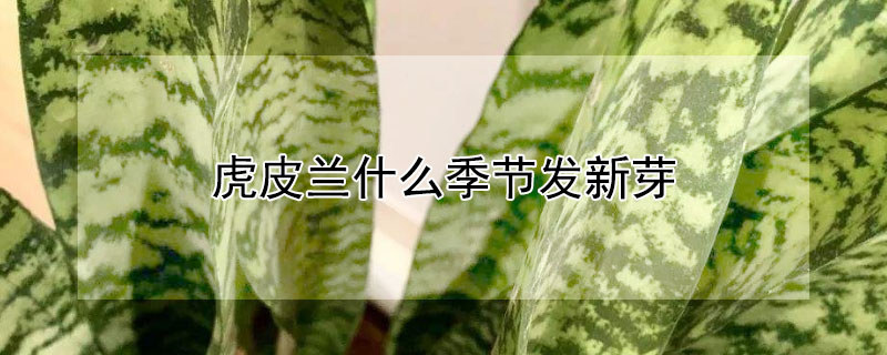 虎皮兰什么季节发新芽（虎皮兰什么时候发侧芽）