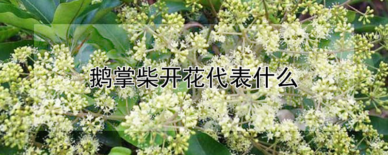 鹅掌柴开花代表什么 鹅掌柴会开花的颜色是什么