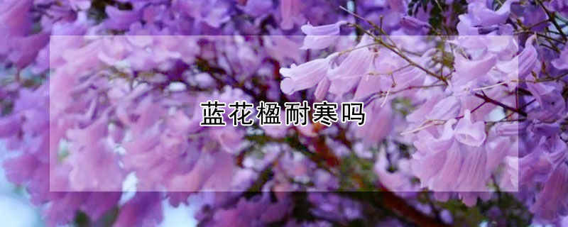 蓝花楹耐寒吗（蓝花楹树苗耐寒吗）