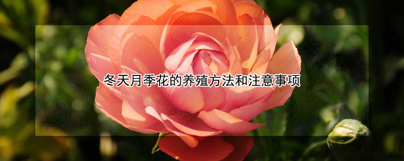 冬天月季花的养殖方法和注意事项 冬季月季花的养殖方法