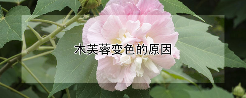 木芙蓉变色的原因（木芙蓉为什么会变色）