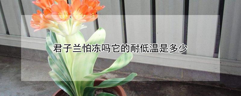 君子兰怕冻吗它的耐低温是多少（君子兰耐低温吗?）