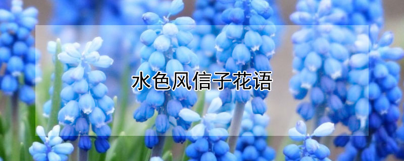 水色风信子花语（各色风信子花语）