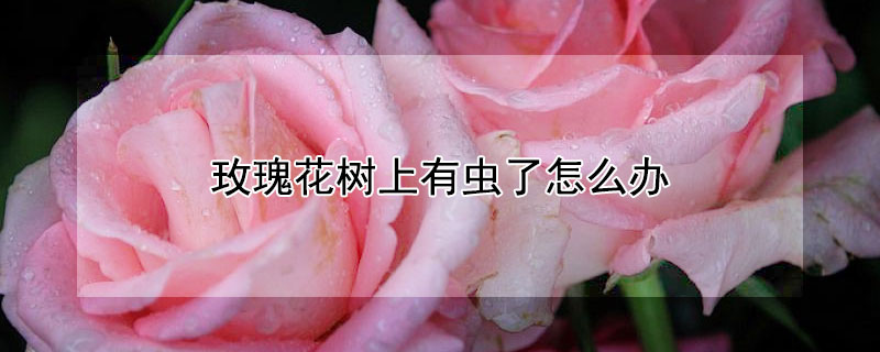 玫瑰花树上有虫了怎么办（玫瑰花树生虫怎么办）