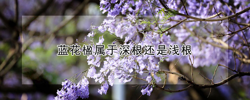 蓝花楹属于深根还是浅根（蓝花楹根系深度大概多少）