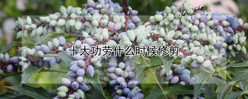 十大功劳什么时候修剪 十大功劳怎么修剪