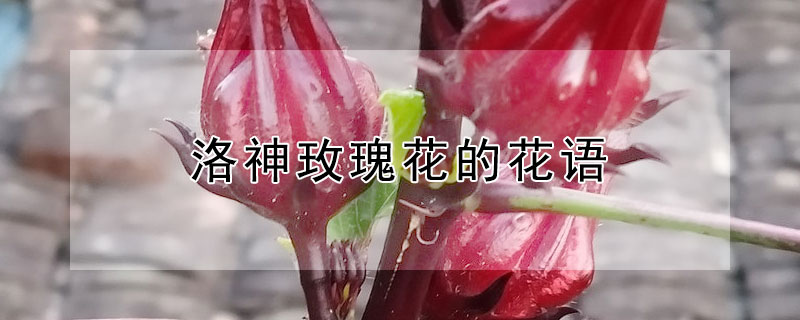 洛神玫瑰花的花语（洛神玫瑰花的花语是什么）