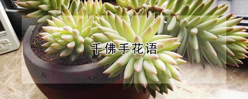 千佛手花语 佛手花的花语