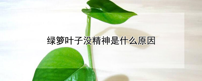 绿箩叶子没精神是什么原因（绿萝的叶子不精神是怎么回事）