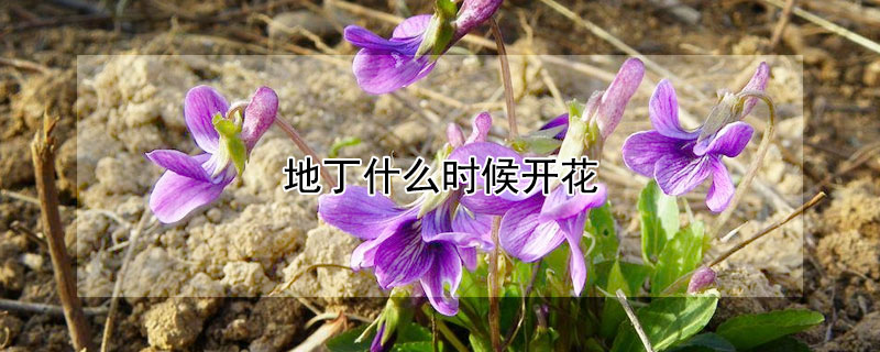 地丁什么时候开花 地丁花什么时候种植?