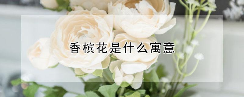 香槟花是什么寓意（香槟花是什么寓意11）