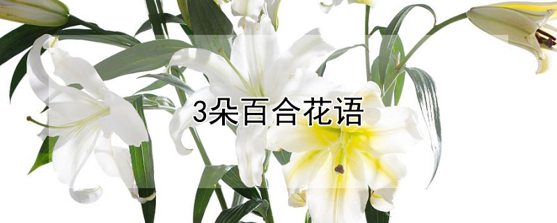 3朵百合花语（三支百合花语）