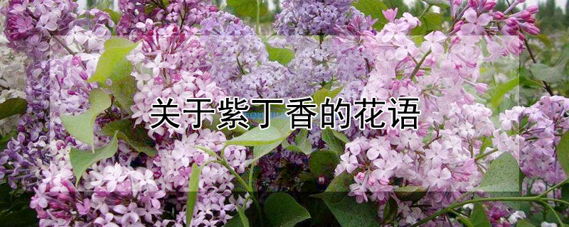 关于紫丁香的花语（紫丁花的花语是什么）