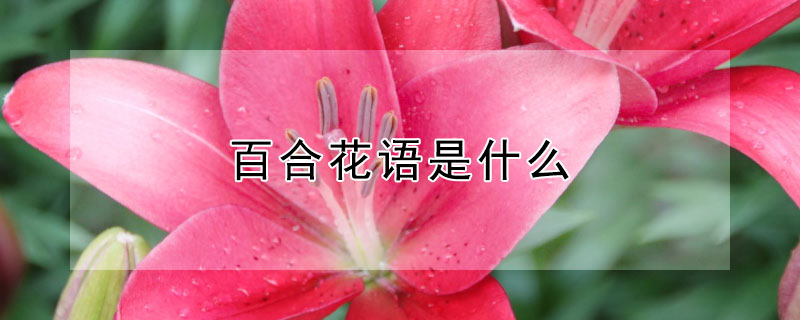 百合花语是什么（粉玫瑰白百合花语是什么）