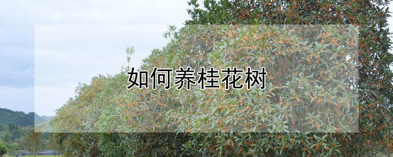 如何养桂花树（怎样养桂花树）