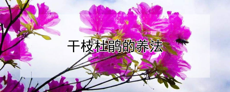 干枝杜鹃的养法（杜鹃花怎么养）