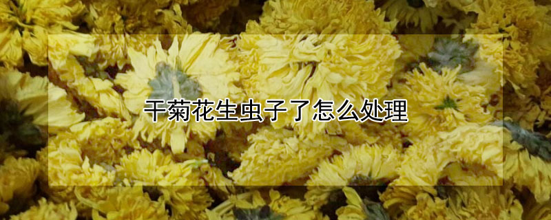 干菊花生虫子了怎么处理 菊花干生虫子怎么办