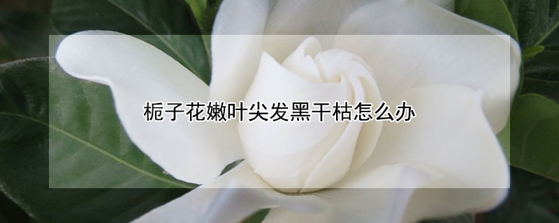 栀子花嫩叶尖发黑干枯怎么办 栀子花嫩叶尖发黑原因