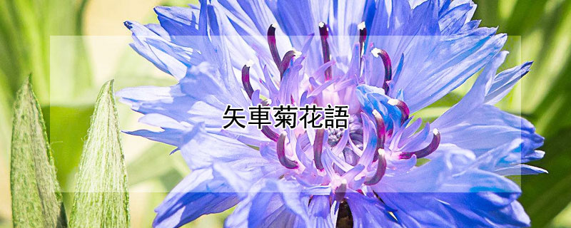 矢車菊花語（黄色矢车菊花语）