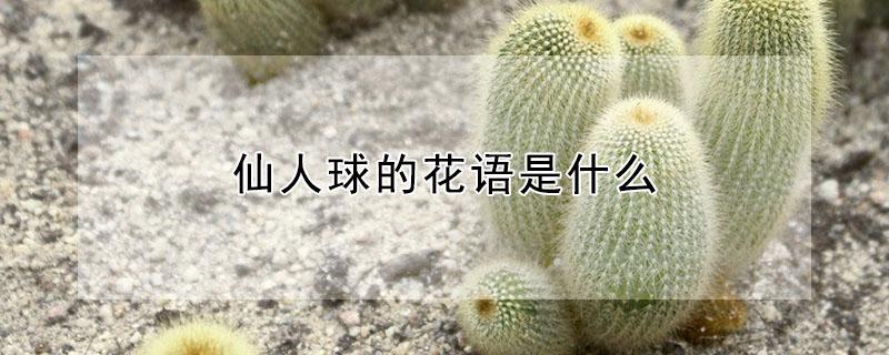 仙人球的花语是什么 仙人球有什么花语