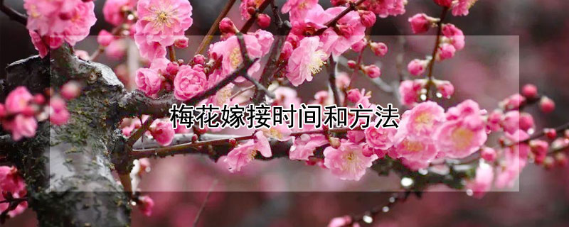 梅花嫁接时间和方法（梅花嫁接注意事项）