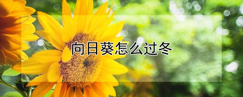 向日葵怎么过冬 向日葵过冬的方法有哪些