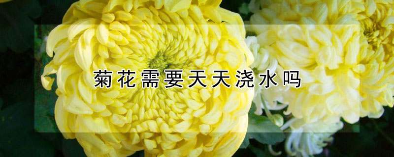 菊花需要天天浇水吗 菊花能经常浇水吗