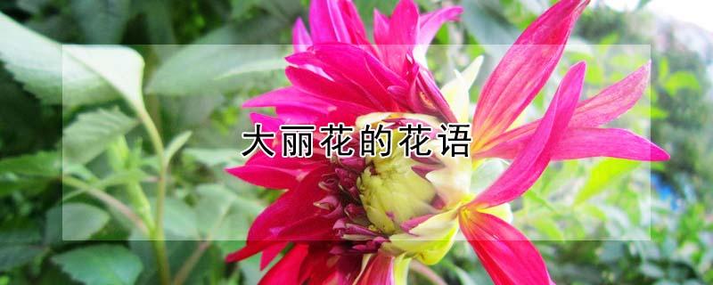 大丽花的花语（大丽花的花语和寓意）