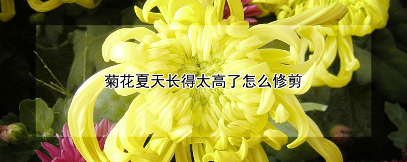 菊花夏天长得太高了怎么修剪 菊花怎样修剪才能不长高