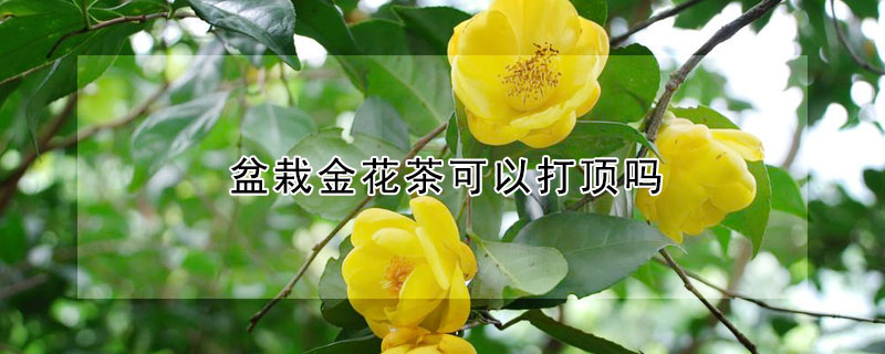 盆栽金花茶可以打顶吗 金银花盆栽要打顶吗