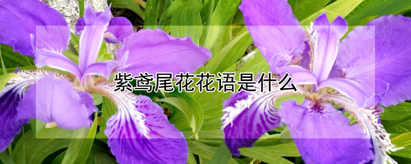 紫鸢尾花花语是什么（紫色鸢尾的花语是什么?）