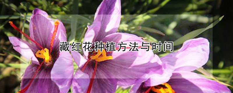 藏红花种植方法与时间（藏红花种植方法与时间收藏版）