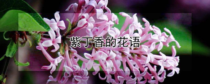 紫丁香的花语 紫丁香的花语和寓意是什么