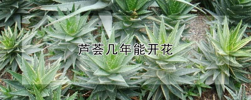 芦荟几年能开花 芦荟几年才能开一次花