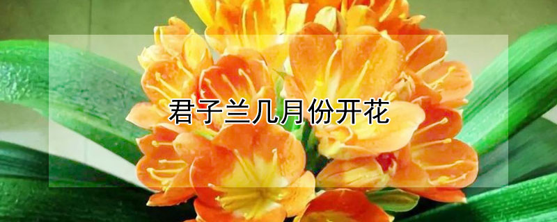 君子兰几月份开花（君子兰几月份开花意味着什么）