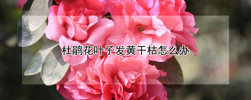 杜鹃花叶子发黄干枯怎么办（杜鹃花叶子干枯发黄怎么补救）