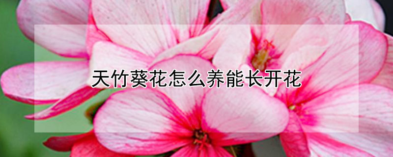 天竹葵花怎么养能长开花（天竹葵怎么不开花）