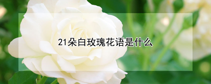 21朵白玫瑰花语是什么 21枝白玫瑰花语是什么