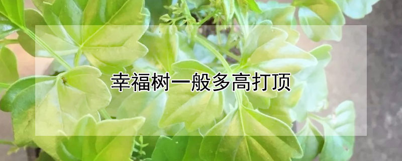 幸福树一般多高打顶（家里养的幸福树一般多高打顶）